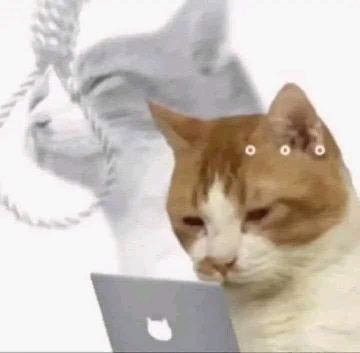 Softwareentwickler Katzenmeme